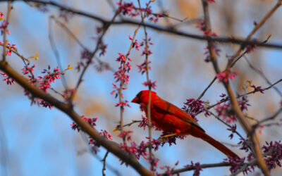 Birding