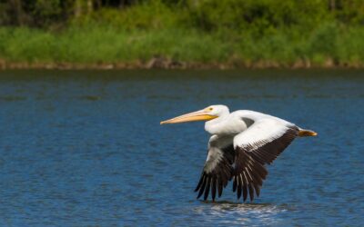 Waterfowl Sanctuary