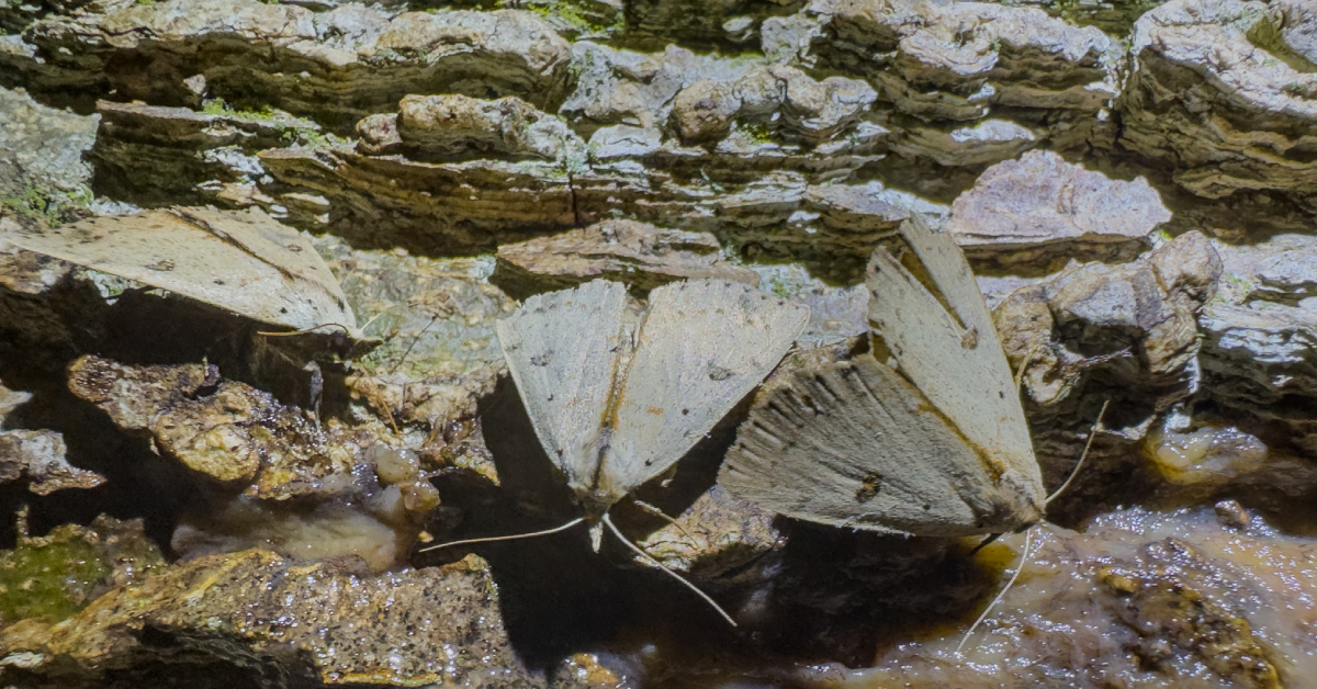 Two moths resting on textured tree bark, showcasing natural camouflage and intricate wing patterns.