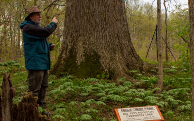 Champion Trees Hike April 2024