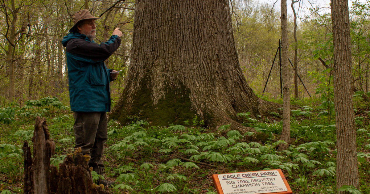 A person pointing at a large tree in Eagle Creek Park, showcasing its impressive size and significance as a champion tree.