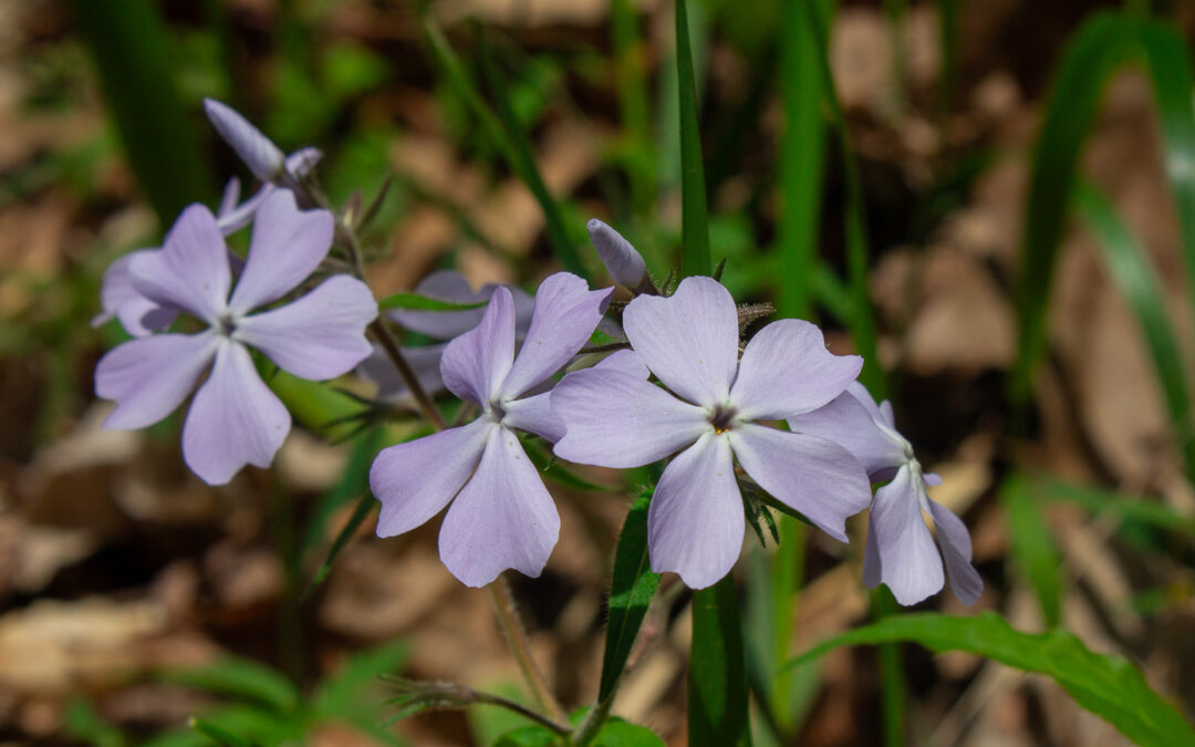Spring Newsletter 2025