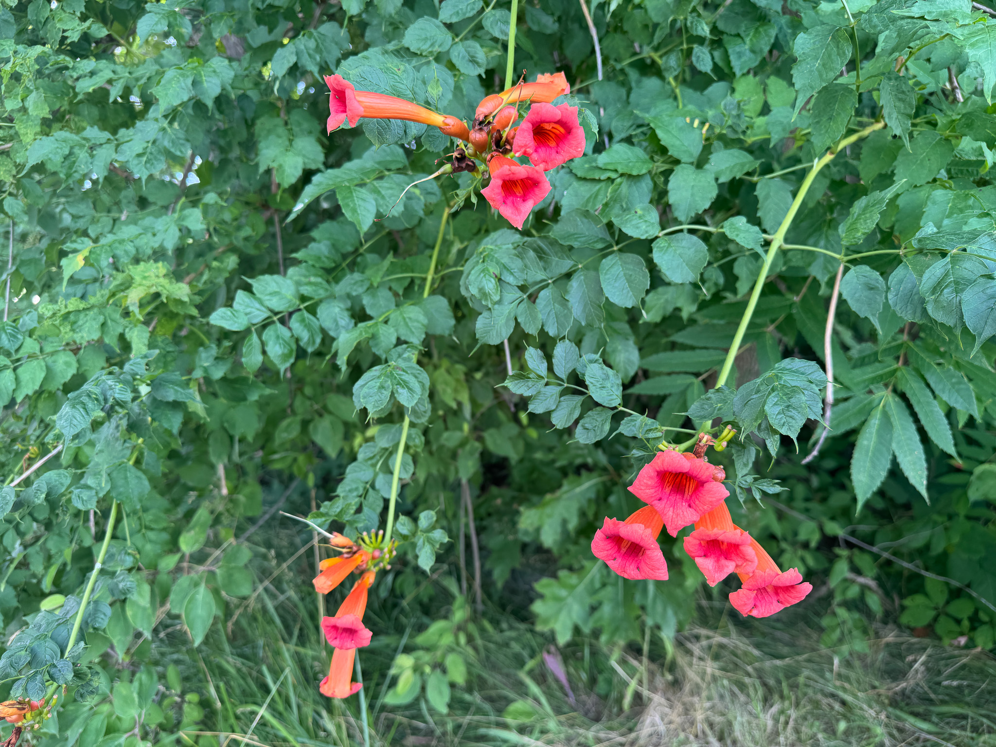 American Trumpet vine A group of people hiking along a forest trail with trees and greenery in the background.